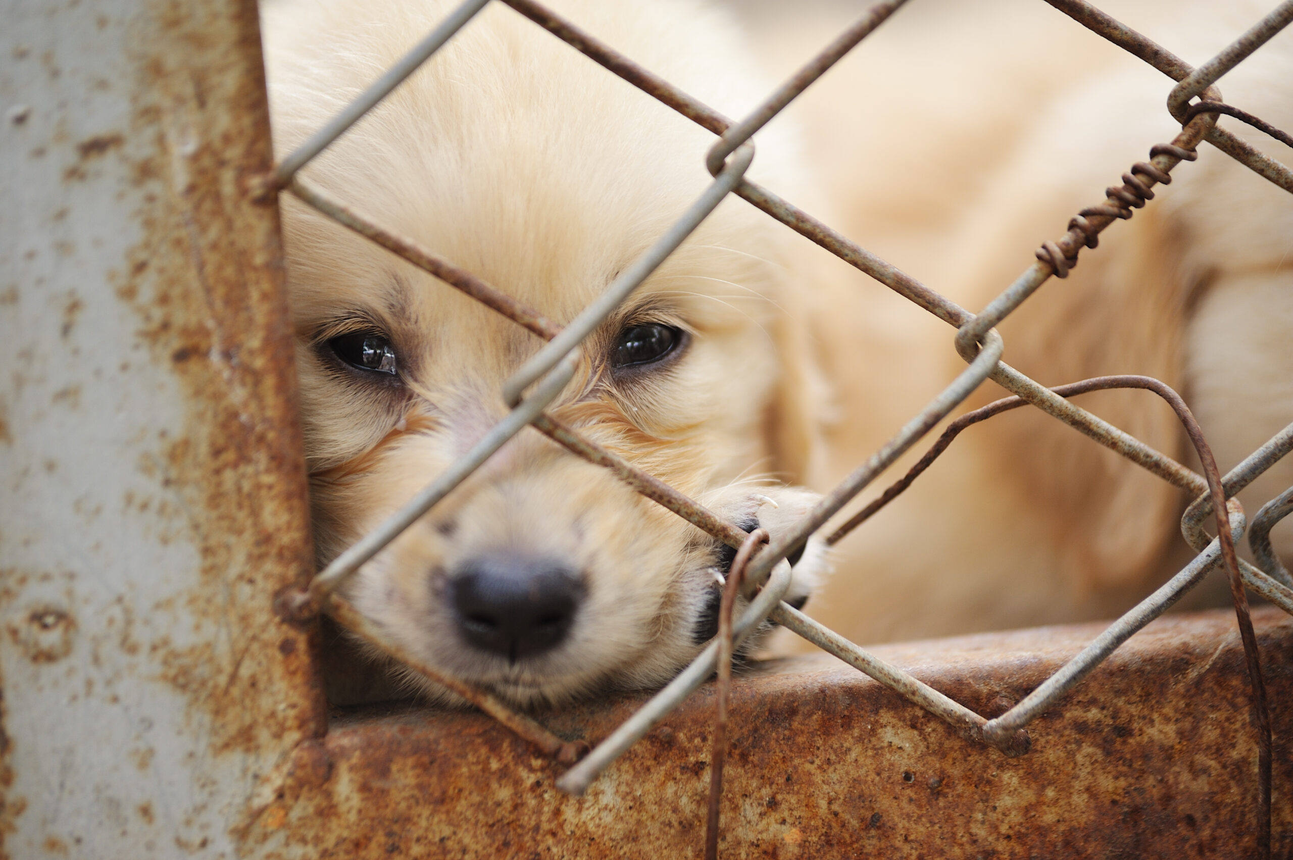 lonely dog in cage