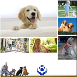 in-home-puppy-training-66479da78a066